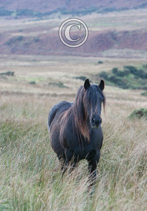 Fell Pony 2 DM0208